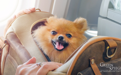 What You Need to Know About Travelling with your Dog to the U.S.