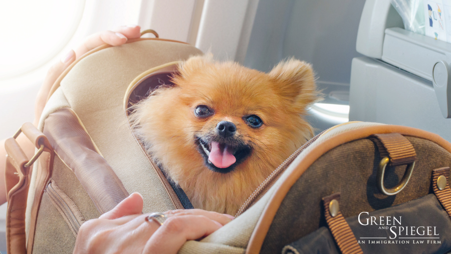 What You Need to Know About Travelling with your Dog to the U.S.